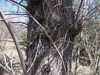 nte Cicirello-10042012 060